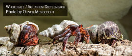 Coenobita perlatus - Landeinsiedler Erdbeer Black