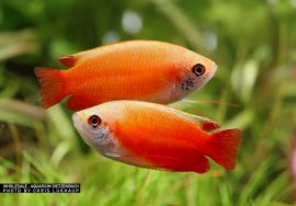 Colisa chuna - Honiggurami gold