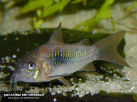 Corydoras aeneus - Metall Panzerwels
