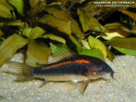 Corydoras aeneus var. - Gold red stripe