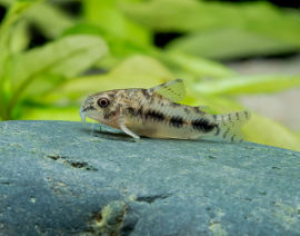 Corydoras habrosus - Zwergpanzerwels
