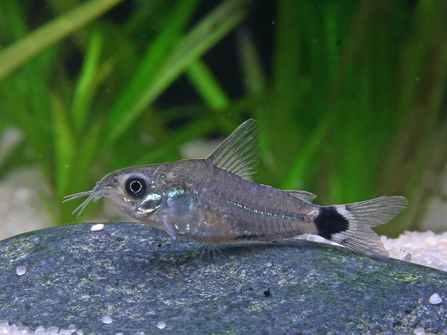 Corydoras hastatus - Echter Zwergpanzerwels