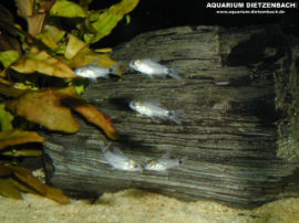 Corydoras hastatus - Echter Sichelfleck Zwergpanzerwels