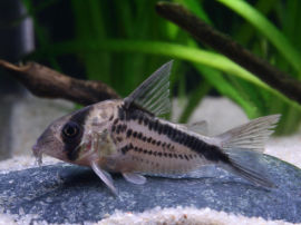 Corydoras loxozonus - Deckers Panzerwels