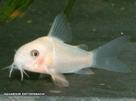 Corydoras panda - Weißer Panzerwels