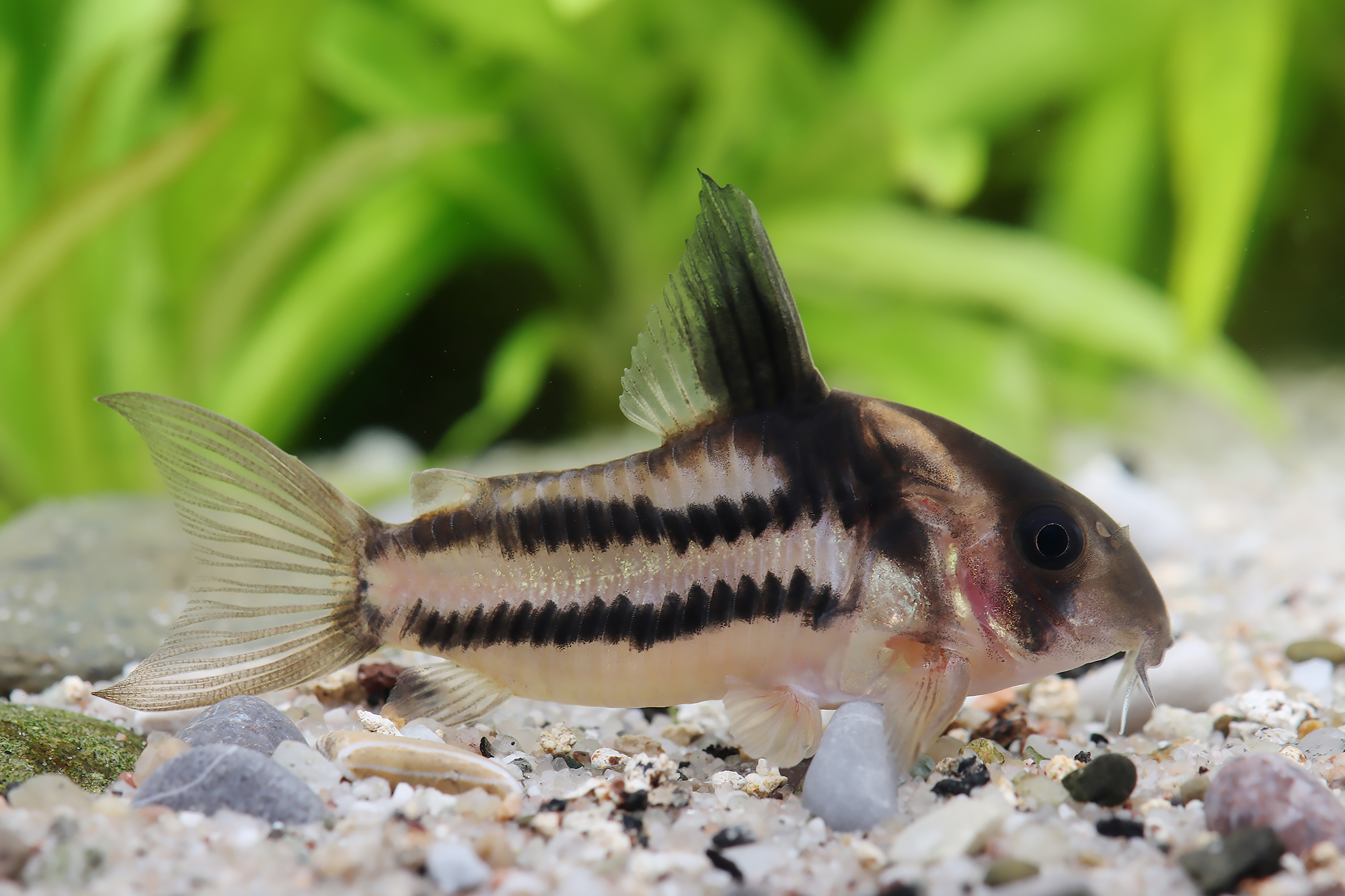 Corydoras parallelus CW 127