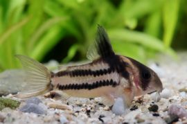 Corydoras parallelus - CW 127