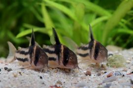 Corydoras parallelus - CW 127
