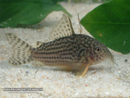 Corydoras sterbai