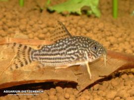 Corydoras sterbai