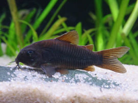 Corydoras venezuelanus - black