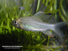 Crenuchus spilurus - Segelflossensalmler