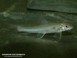 Crossocheilus latius - Indischer Algenfresser