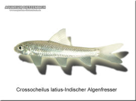 Crossocheilus latius - Indischer Algenfresser