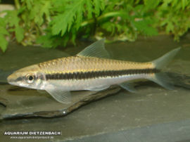 Crossocheilus oblongus (siamensis) - Echte Siamensis