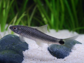 Crossocheilus reticulatus - Genetzter Algenfresser