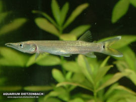 Ctenolucius hujeta - Hechtsalmler