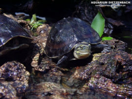 Cuora amboinensis