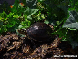 Cuora amboinensis - Goldkopfschanierschildkröte
