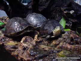 Cuora amboinensis