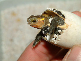 Cuora flavomaginata