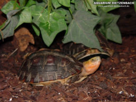 Cuora flavomarginata