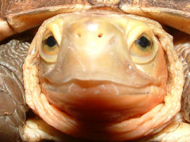 Cuora flavomarginata