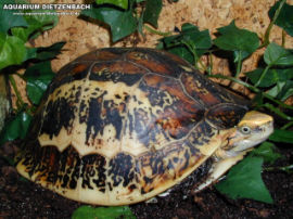 Cuora galbinifrons boureti