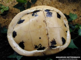 Cuora galbinifrons boureti
