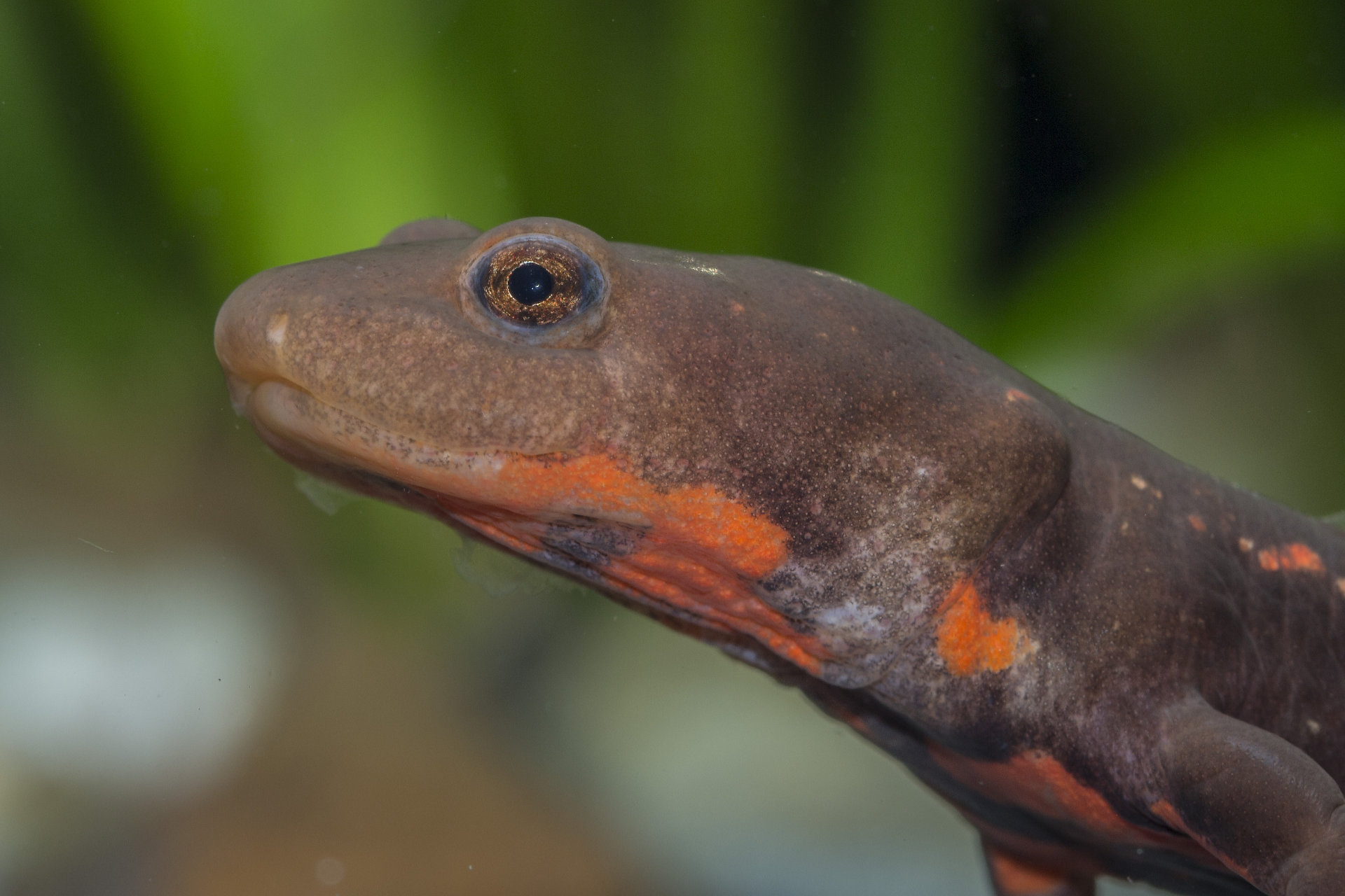 Cynops orientalis - China Feuerbauchmolch