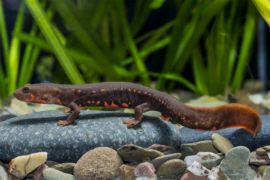Cynops orientalis - China Feuerbauchmolch