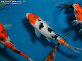 Koi