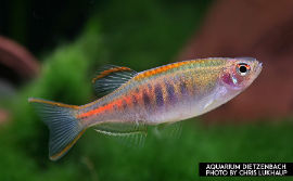 Danio choprae - Lachsdanio