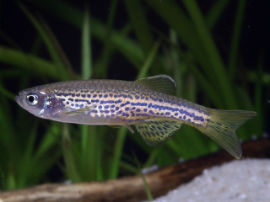 Danio rerio - Leoparddanio