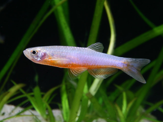Danio roseus - Männchen Danio roseus - Männchen