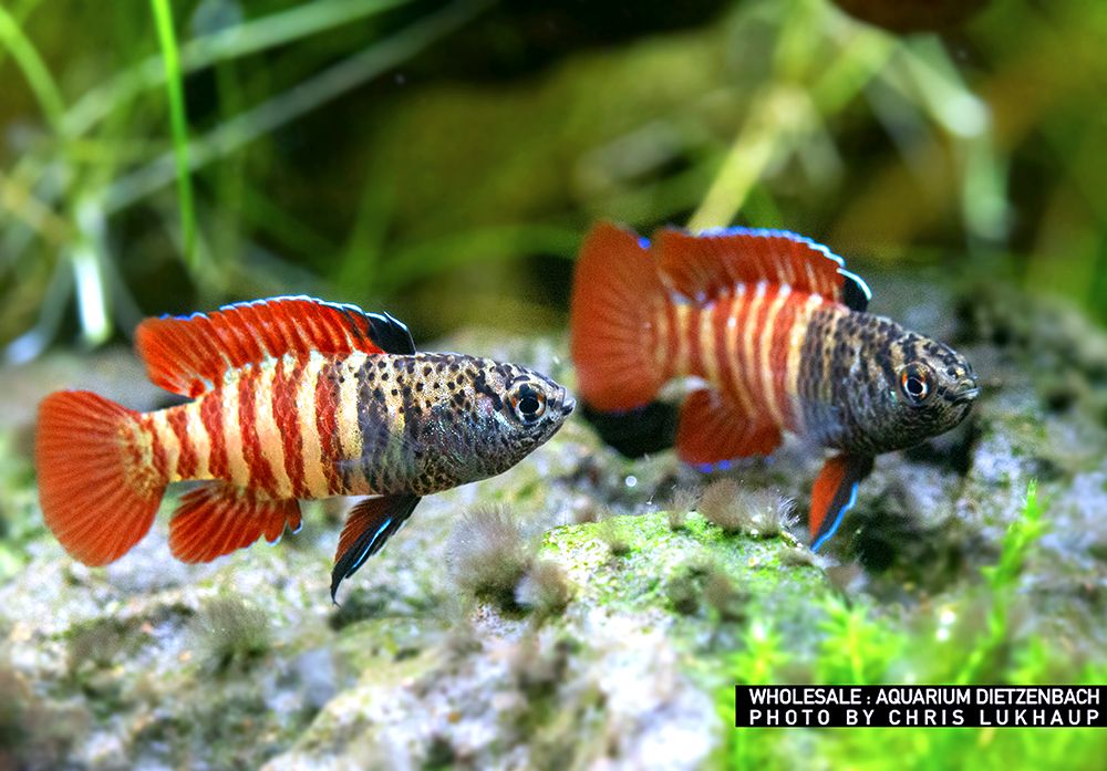 Dario tigris - Black Tiger Badis