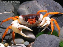 Demanietta sirikit - Mountain Crab