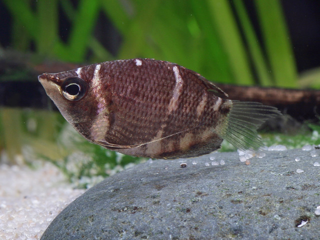 Sphaerichthys osphromeniodus - Schokoladengourami