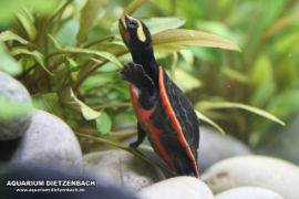 Emydura albertisii - Rotbauch-Spitzkopfschildkröte
