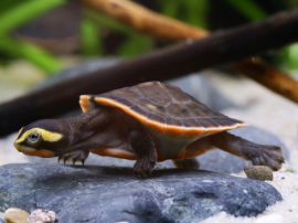 Emydura subglobosa - Rotbauch-Spitzkopfschildkröte