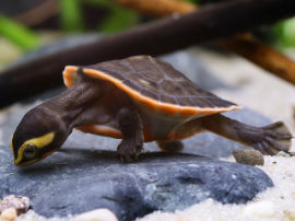 Emydura subglobosa - Rotbauch-Spitzkopfschildkröte