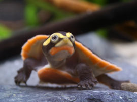 Emydura subglobosa - Rotbauch-Spitzkopfschildkröte