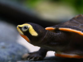 Emydura subglobosa - Rotbauch-Spitzkopfschildkröte