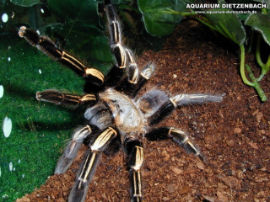 Ephebopus murinus
