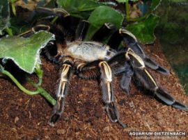 Ephebopus murinus - Schwarze Brasilien Vogelspinne