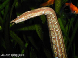 Erpeton tentaculatum - Fühlerschlange