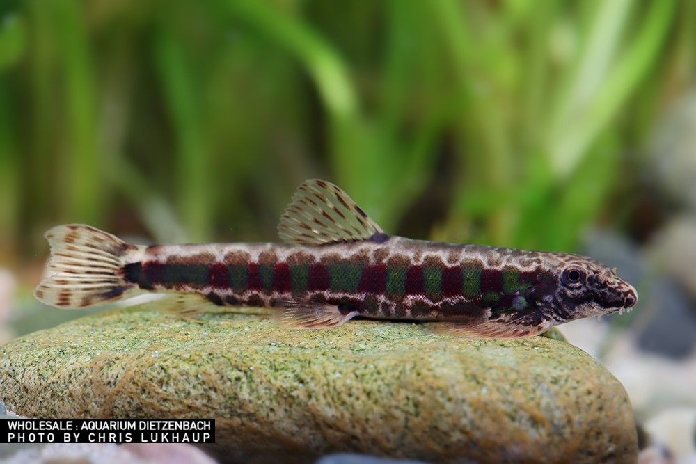 Erromyzon kalotaenia - Rotgepunkteter Saugschmerle
