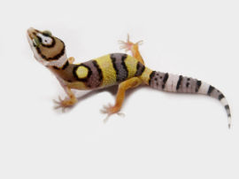 Eublepharis macularius - Leopardgecko