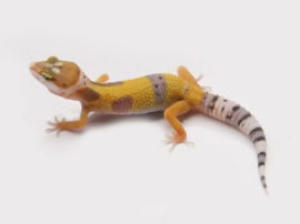 Eublepharis macularius - Leopardgecko