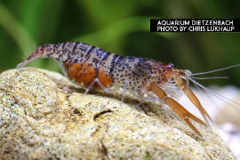 Euryrhynchus amazoniensis - Südamerikanische Zwerggroßarmgarnele